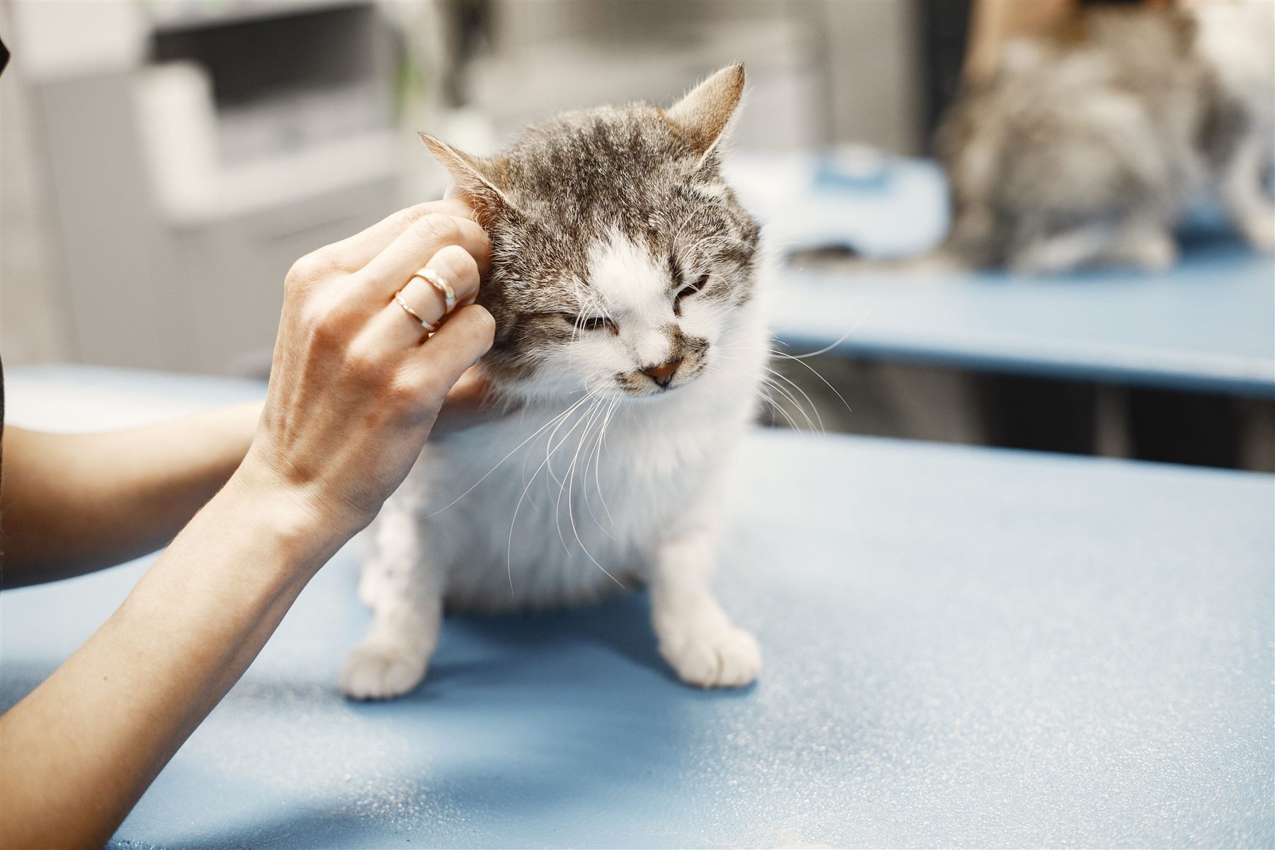 Hender som klapper en katt
